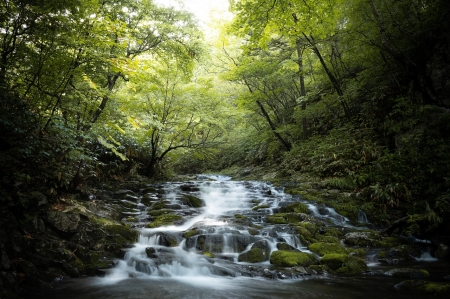 Forest stream - erdo, fak, folyam, hegyi patak, kovek, patak, termeszet, zold