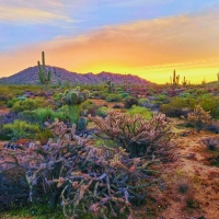 Warm Winter Sunrise in the Sonora Desert, Arizona