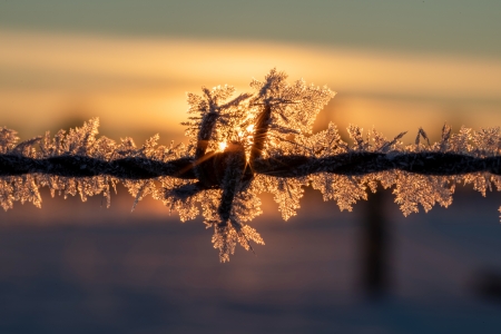 Morning Frost - frost, sunrise, morning, barbed wire