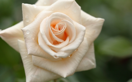 Rose - white, nature, macro, trandafir, rose, flower, pink