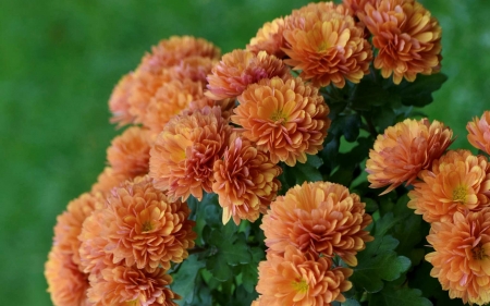 Chrysanthemums - chrysanthemums, flowers, Latvia, orange