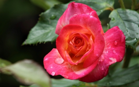 Rose with Raindrops - Latvia, rose, red, raindrops
