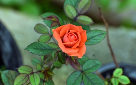 Orange Rose - rose, flower, orange, nature