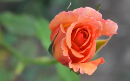 Orange Rose - rose, orange, macro, flower
