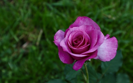 Purple Rose - purple, rose, macro, flower