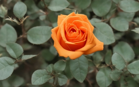 Orange Rose - rose, orange, macro, flower