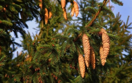 Fir Cones - nature, fir cones, tree, spruce