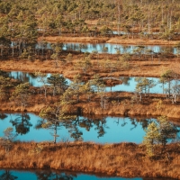 Swamp in Latvia