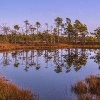 Swamp in Latvia