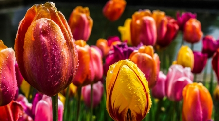 Colorful tulips - colorful, wet, morning, garden, drops, flowers, spring, tulips, beautiful