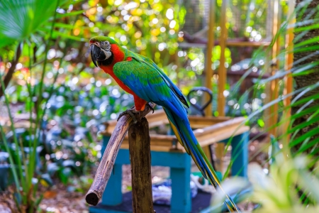 Macaw - animal, macaw, bird, parrot