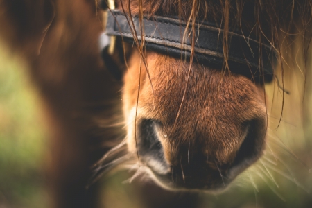 Horse - horse wallpaper, wallpaper, horse, desktop wallpaper