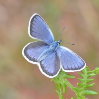 Silver Studded Blue Butterfly