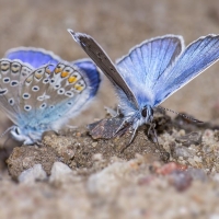 Silver Studded Blue Butterfly