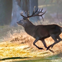 Red Deer