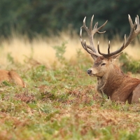 Red Deer Stag and Hind