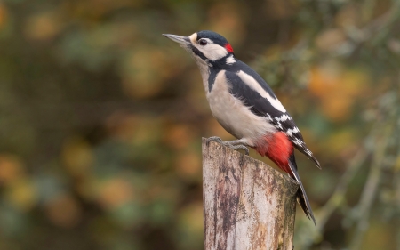 Great Spotted Woodpecker - male, stump, woodpecker, Scotland