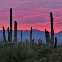 Saguaro Sunset, Tucson Arizona