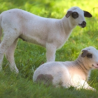 Lambs