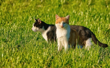Cats - two, cats, grass, animals