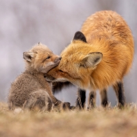 Foxes