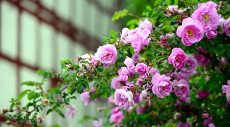 Hedge of roses - scent, beautiful, flowers, wild, spring, roses, garden, fragrance, pink, leaves, petals