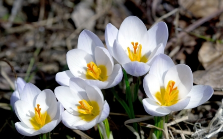 White crocuses - flowers, white, beautiful, scent, crocuses, spring