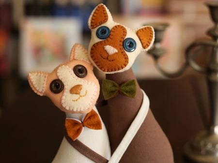 :) - brown, cute, pisici, orange, couple, toy, cat