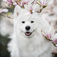 Samoyed