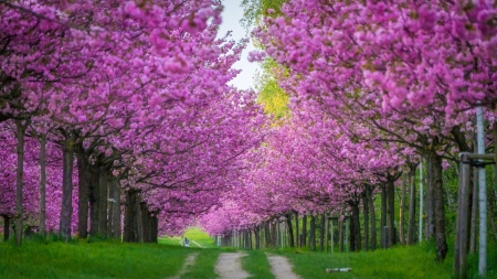 Spring path - path, primavara, blossom, spring, flower, pink, tree