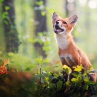Fox