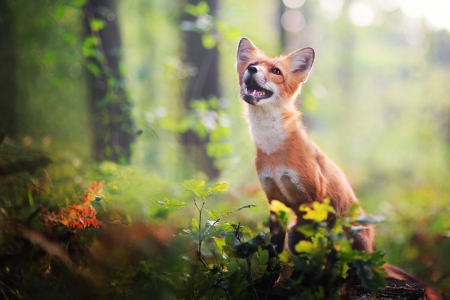 Fox - animal, vulpe, fox, forest