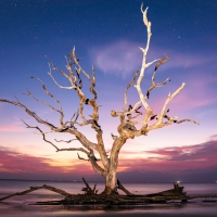 Tree at Jekyll Island, Georgia