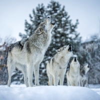 Grey Wolves Quartet