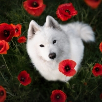 Samoyed