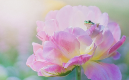 Frog and peony - peony, nature, macro, broasca, flower, bujor, pink, frog