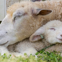 A Leicester Longwool lamb and her mother cuddle together in Colonial Williamsburg, Virginia