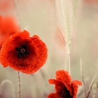 Red poppy Flowers in Rhineland-Palatinate, Germany