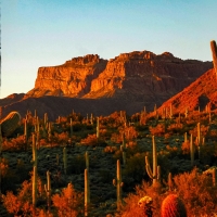 Saguaro Cactus Arizona