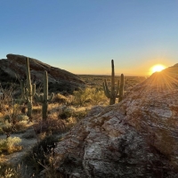 Sunset in Saguaro National Park, Tucson, Arizona