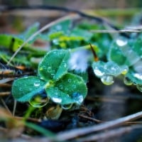 Water Drops on Leaves