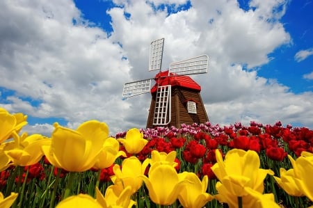 Wooden windmill surrounded by tulips