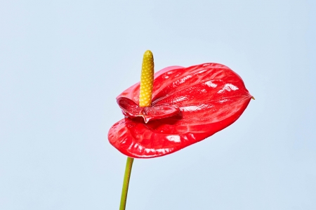 Flowers - Flowers, Botanics, Cala, red