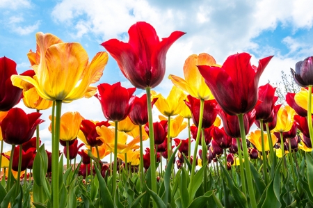 Flowers - Plants, Flowers, Botanics, Garden