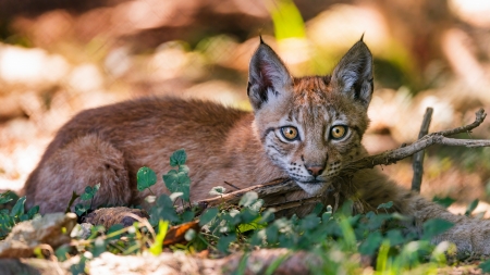 Lynx Cub - animal, cat, cub, lynx