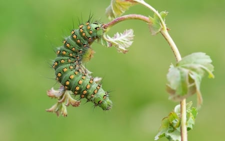 Caterpillars