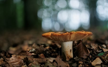 Mushroom - forest, nature, mushroom, photography