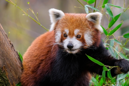 Panda - cute, animal, nature, panda
