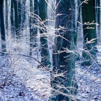 AUTUMN SEASON IN FOREST