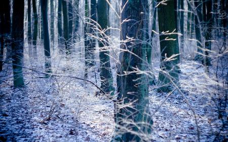 AUTUMN SEASON IN FOREST - forest, wallpaper, landscape, trees, nature, season, autumn